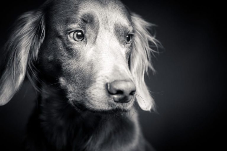 Hundefotograf Ravensburg