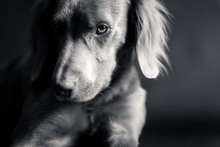 Hundefotograf Ravensburg